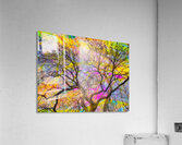 V1593 Acrylic Print