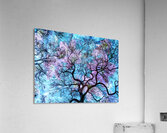 V1595 Acrylic Print