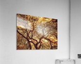 V1597 Acrylic Print