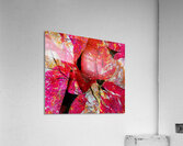 V1627 Acrylic Print