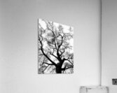 V1628 Acrylic Print