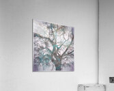 V1642 Acrylic Print