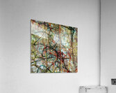 V1655 Acrylic Print