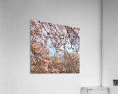 V1665 Acrylic Print