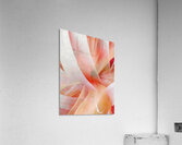 V1667 Acrylic Print