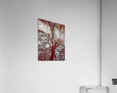 V1668 Acrylic Print
