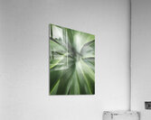 V1669 Acrylic Print