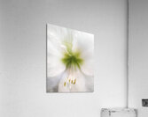V1670 Acrylic Print