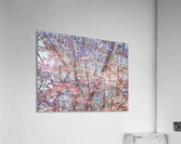 V1675 Acrylic Print