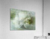 V1682 Acrylic Print