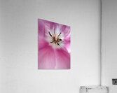 V1689 Acrylic Print