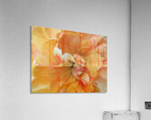 V1690 Acrylic Print