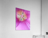V1692 Acrylic Print
