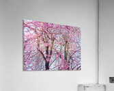 V1698 Acrylic Print