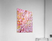 V1703 Acrylic Print