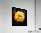 V1711 Acrylic Print