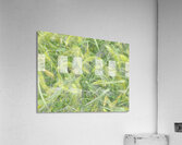 V1712 Acrylic Print