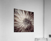V1731 Acrylic Print