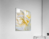 V11 Acrylic Print