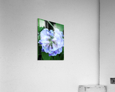 V13 Acrylic Print