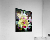 V19 Acrylic Print