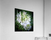 V24 Acrylic Print