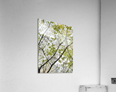 V43 Acrylic Print