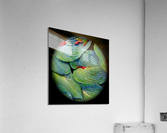 V57 Acrylic Print