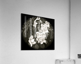 V61 Acrylic Print