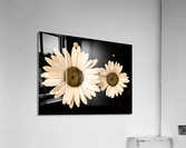 V62 Acrylic Print