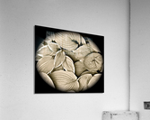 V63 Acrylic Print