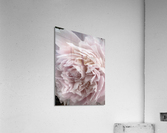 V90 Acrylic Print