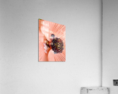 V97 Acrylic Print