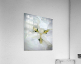 V98 Acrylic Print