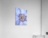 V119 Acrylic Print