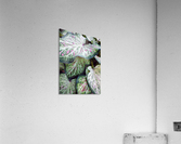 V122 Acrylic Print