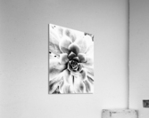 V124 Acrylic Print