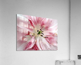 V132 Acrylic Print