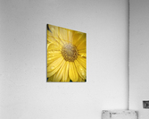 V137 Acrylic Print