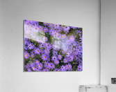 V140 Acrylic Print