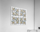 V146 Acrylic Print