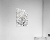V150 Acrylic Print