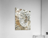 V153 Acrylic Print