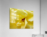 V154 Acrylic Print