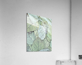 V182 Acrylic Print