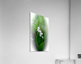 V184 Acrylic Print