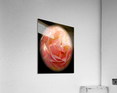 V185 Acrylic Print
