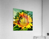 V186 Acrylic Print