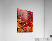 V187 Acrylic Print
