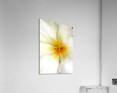 V189 Acrylic Print